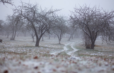 winter / autumn background /  foggy snowy garden 