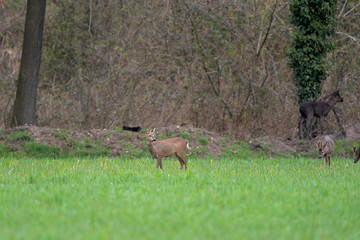 Obraz na płótnie Canvas Roe deer in meadow at edge of bushes.