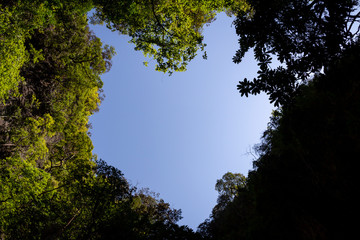 heart shaped tree branches