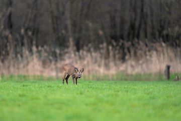Foraging roebuck in winter fur in countryside.