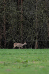 Naklejka na ściany i meble Roe deer in winter fur walking along bushes in meadow.