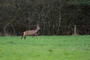 Roebuck in winter fur running in meadow.