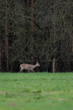 Roe deer in winter fur walking along bushes in meadow.