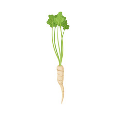 Parsnip Root With Green Leaves In Full Length Vector Item