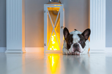 French bulldog lying on the floor at the fireplace