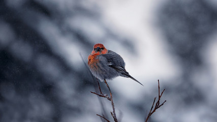 Red bird squint on a branch in winter