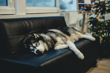 Dog Siberian Husky sleeping 