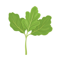 Parsnip Leaves Vector Illustrated Item. Detailed Agricultural Crop Drawing