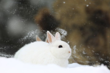 reflection of a white rabbit in the mirror