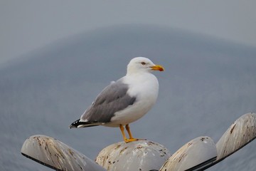 seagull on rock