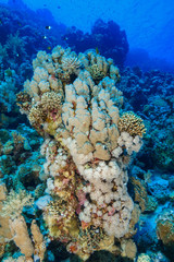 Coral Reef at the Red Sea, Egypt