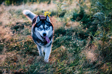 Obraz premium Siberian Husky 