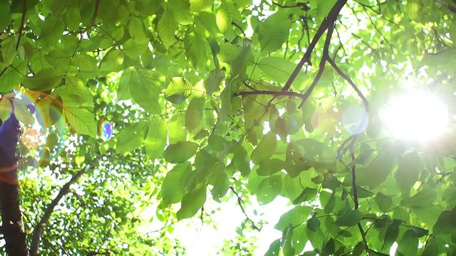 bright rays of the sun, through the leaves and branches of the walnut tree. Sunny day with garden, natural background.
