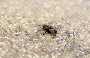 flies