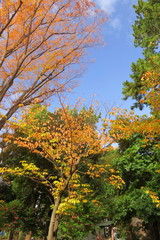 晩秋の公園の木々