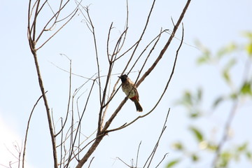 Red Vented Bulbul bird sitting on the tree or tree branch on the morning and seeing on the left