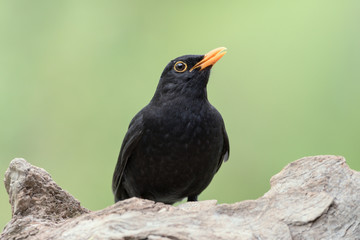 Amsel (Turdus merula)