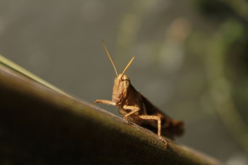 grasshopper
