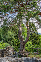 Fototapeta na wymiar Alter Baum in einer Burgruine
