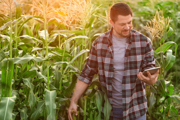 Male agricultural engineer working in field