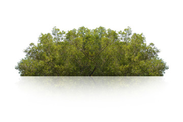 Obraz premium green bush isolated on white background. 