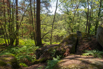 Fototapeta na wymiar Underwoodsin Fontainebeau forest, France 6