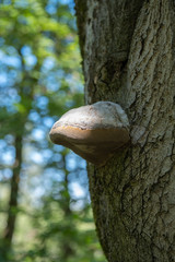 Mushroom on a trunk in  Fontainebeau forest underwoods, France