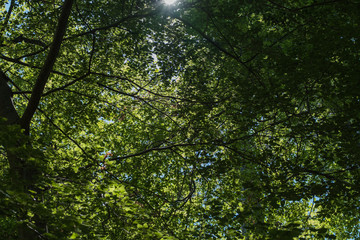 Undergrowth in Fontainebeau forest, France 3