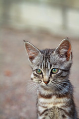 Swollen face kitten from Acetaminophen toxicity