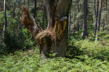Human tree in Fontainebleau forest 2