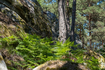 Fototapeta na wymiar Strain in the Fontainebleau forest, France