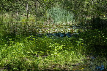 Pond in the forest and lilly, Europe 3