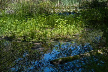 Pond in the forest and lilly, Europe 2