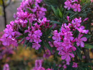 Obraz premium Nature close up flowers, oleanders, pink and green