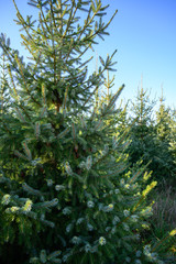 Plantations of growing green christmas tree firs in Netherlands