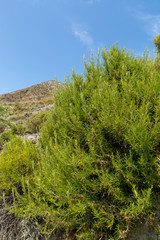 Aromatic kitchen organic herb rosemary growing under sun in mountains