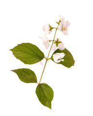 Naklejka na ściany i meble Jasmine. The branch of Jasmine flowers on a white background