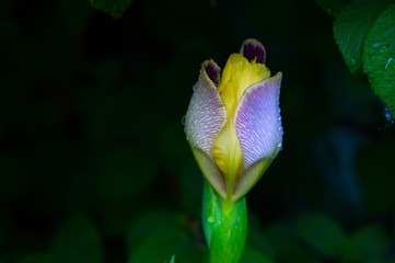 purple flower