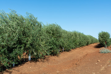 Fototapeta na wymiar Many olive trees growing on plantations in Andalusia near Cordoba, Spain
