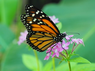 papillon orange et noir en gros plan