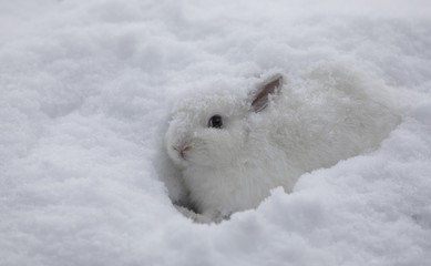 white rabbit in winter on the snow