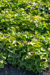 Plantation of sweet potatoes plants in Andalusia, Spain