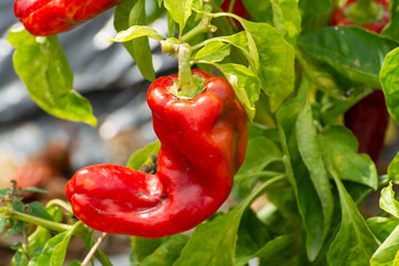 Red sweet turkish paprika vegetable growing on fields