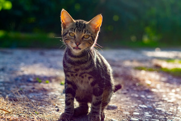 Naklejka na ściany i meble One small shorthair tabby kitten walking in garden