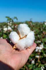Plantations of organic fiber cotton plans with white buds ready for harvest