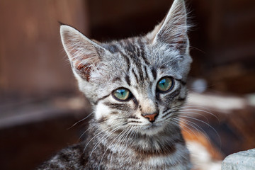 Swollen face kitten from Acetaminophen toxicity