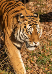 tiger walking in the zoo