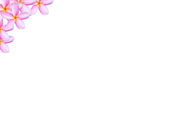 Obraz na płótnie Canvas Pink plumeria flowers On a white background