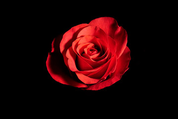 Red rose on black background with side warm light. red flower in artificial light, black background, red petals