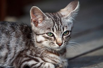 street kitten of a beautiful tiger color